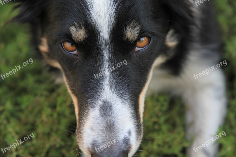 Dog Pet Farm Border Collie Outside