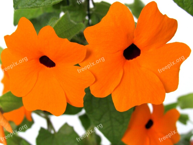 Flower Orange Blossom Plant Free Photos