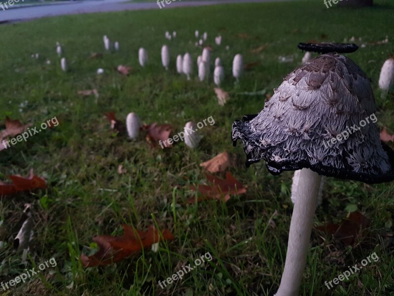 Mushrooms Nature Grass Autumn In The Free