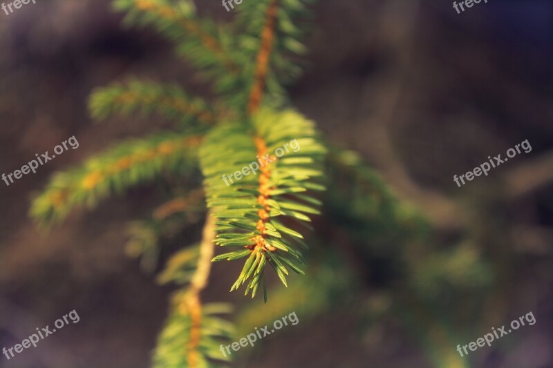 Tannenzweig Needles Fir Tree Tree Forest