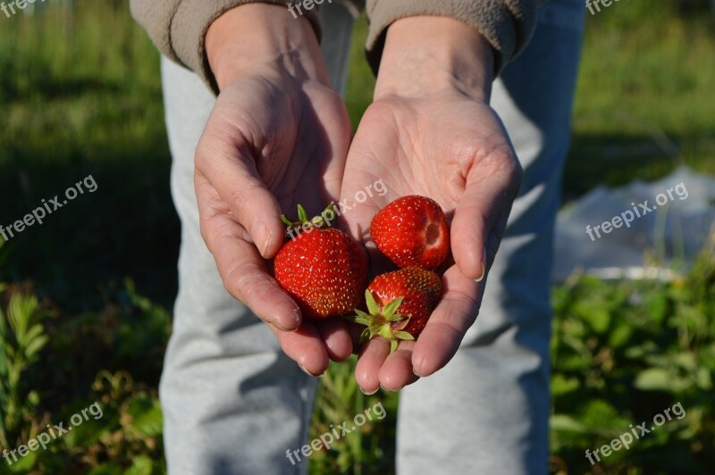 Strawberry Berry Summer Appetizing Red