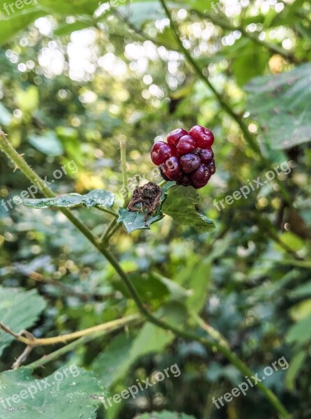 Berries Shrubs Forest Bush Black Berries