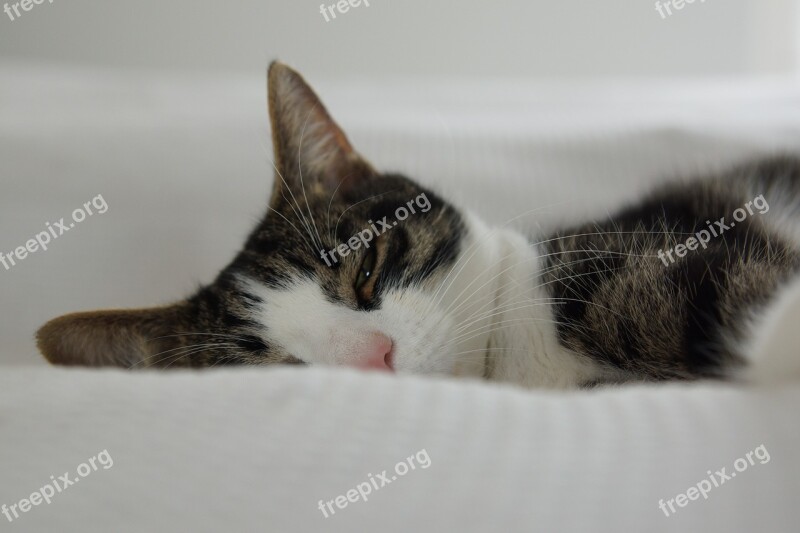 Tired Sleep Rest Cat Free Photos