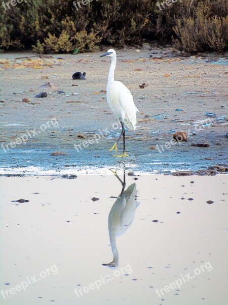 Bird Volatile Saline Fauna Beak