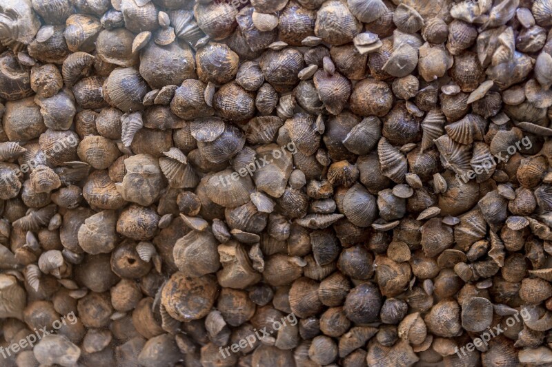 Shells Crustaceans The Background Marine Sea