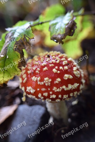 Mushroom Fly Agaric Red Fly Agaric Mushroom Toxic Forest