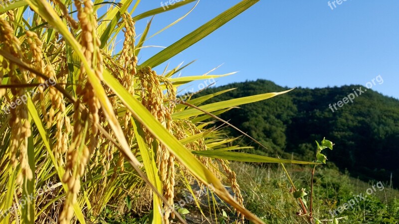 For Harvest Thanksgiving Rice Ear Mungyeong