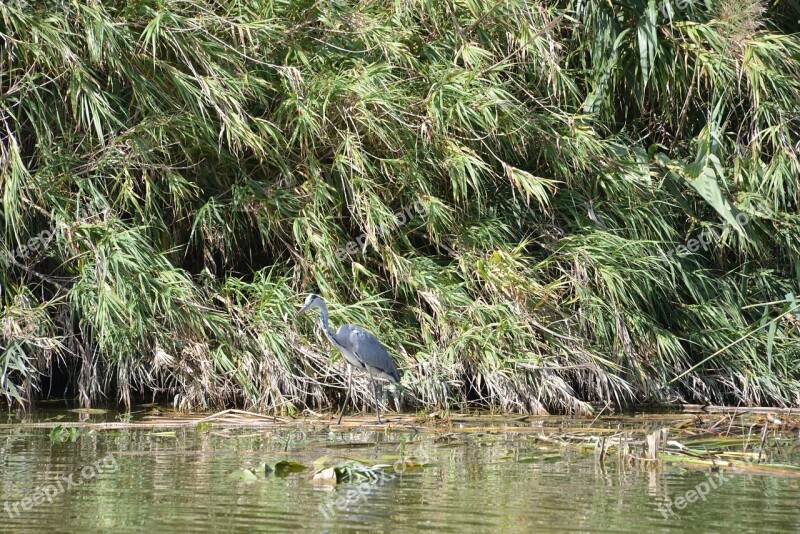 Nature Albufera Heron Free Photos