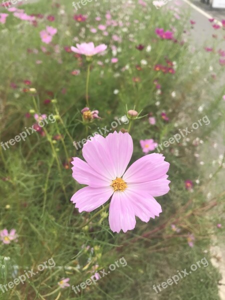 Korea In Autumn Landscape Nature Flowers