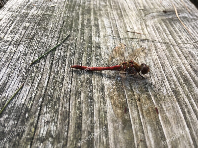 Dragonfly Insect Close Up Macro Nature