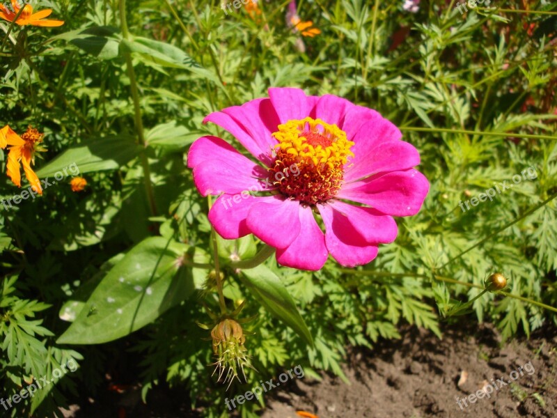 Flower Magenta Bermuda Blossom Summer