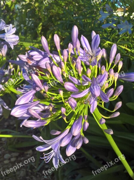 Agapanthus Monet Blue Flower Free Photos