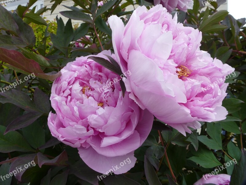 Peonies Roses Flowers Peony Rose Summer