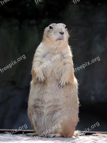 Marmot Rodent Mankei Croissant Gophers