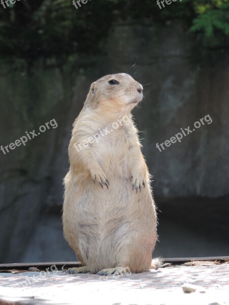 Marmot Rodent Mankei Croissant Gophers