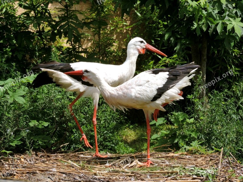 Storks Stork Couple Storchennest White Stork Birds