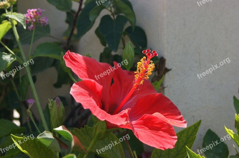 Hibiscus Flower Macro Nature Blossom Bloom