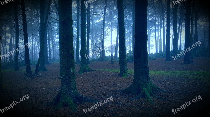 Spooky Forest Haunted Free Photos