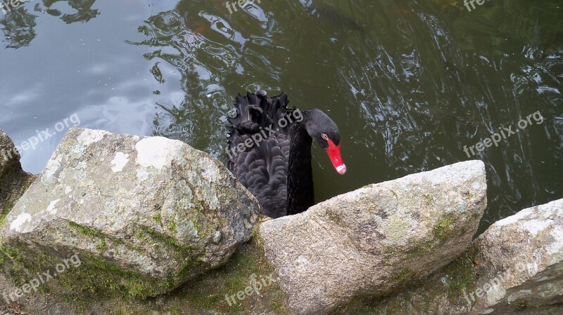 Black Swan Pond Sassi Free Photos