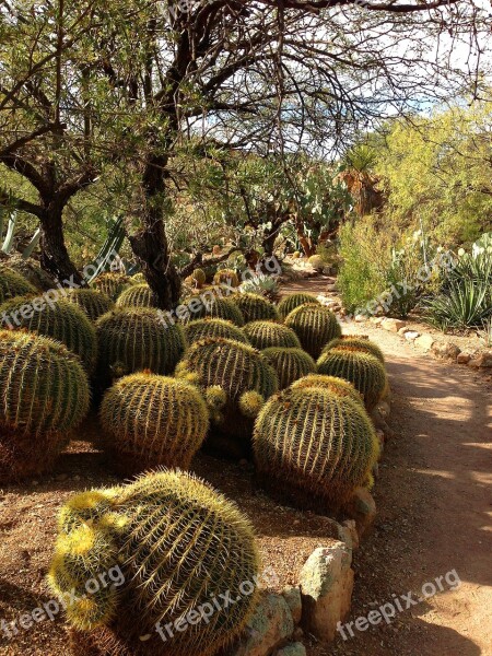 Barrel Cacti Garden Path Barrel Cacti Cactus