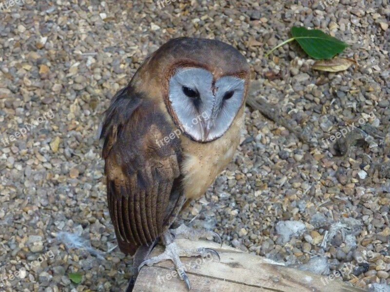 Ashy-faced Barn Owl Bird Falconry Predator Wildlife