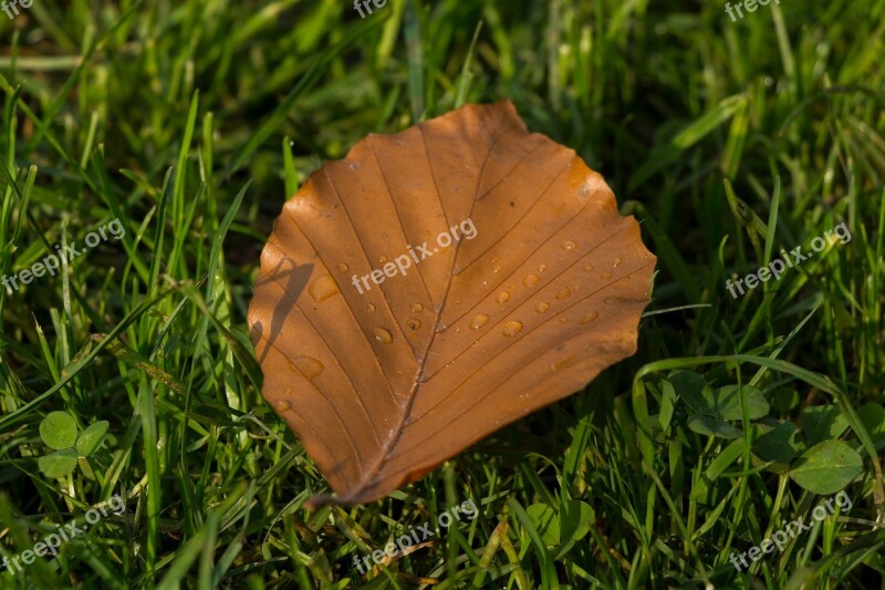 Leaf Nature Autumn Green Plant