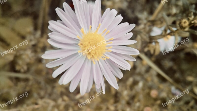 Nature Flower Beautiful Flower Nature Flower Blossom