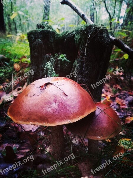 Mushrooms Boots Forest Nature Koźlak