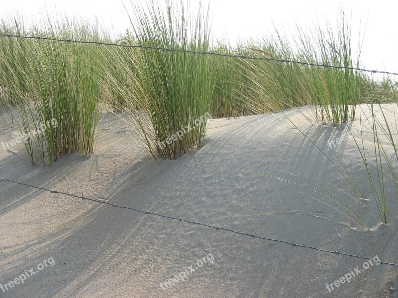 Dune Marram Grass Sun Free Photos