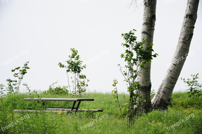 White Birch Bench Morning Fog Free Photos