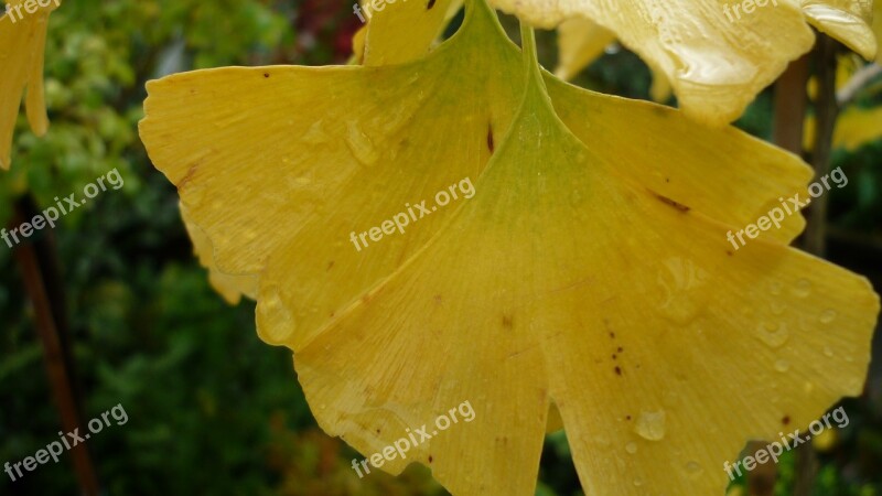 Gingko Leaves Fall Color Yellow Tree