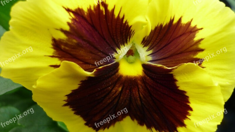 Pansy Flower Blossom Bloom Yellow