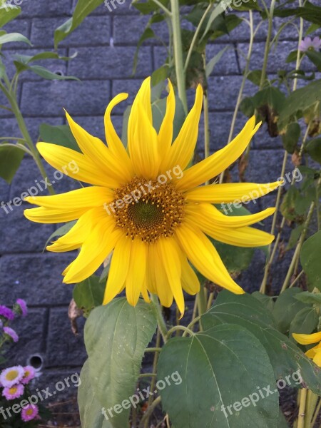 Sunflower Yellow One Flower Free Photos