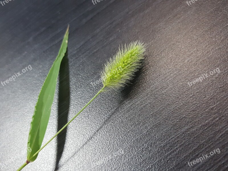 Foxtail Pool Nature Plants State Of The Union