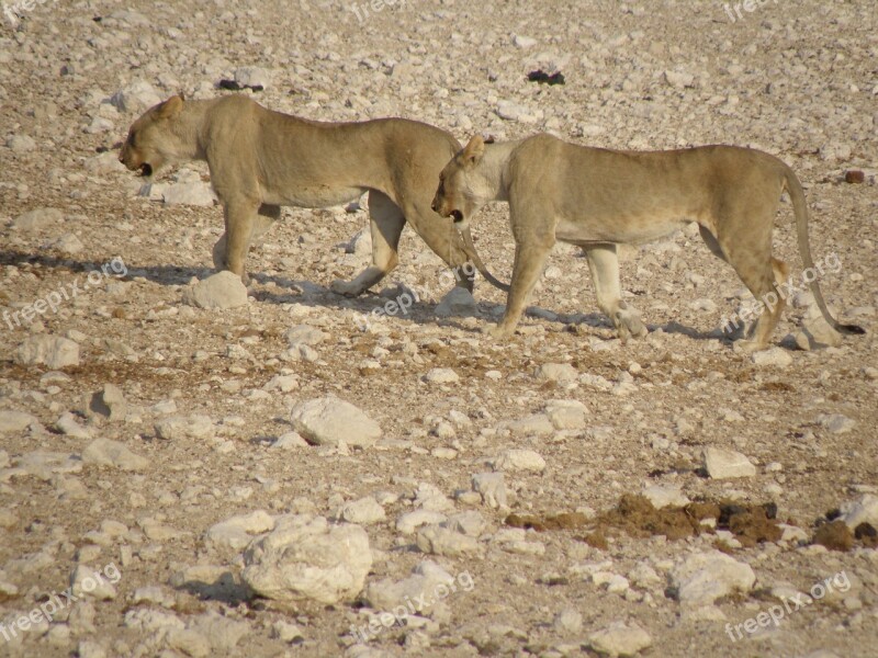 Lionesses Namibia Park Free Photos