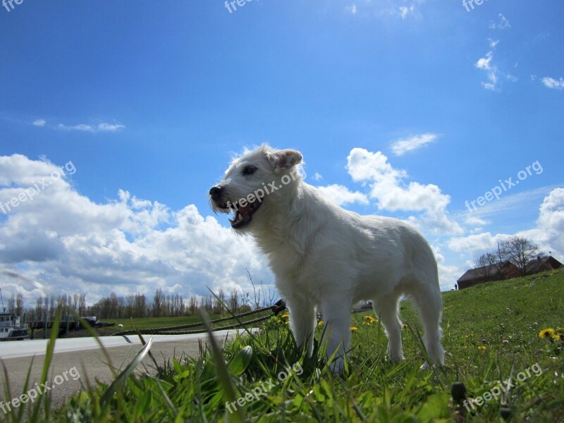 Parson Russell Terrier Dog Domestic Dog Pet Parson Russell