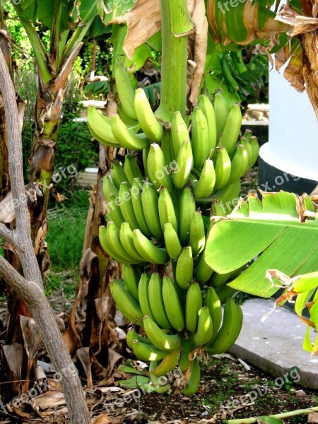 Bananas Plants Palm Trees Israel Tropical Plants