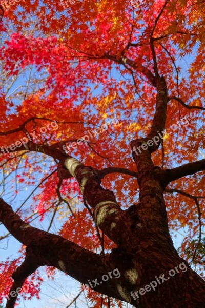 Autumnal Leaves Red Leaves Deciduous Trees Arboretum Vivid