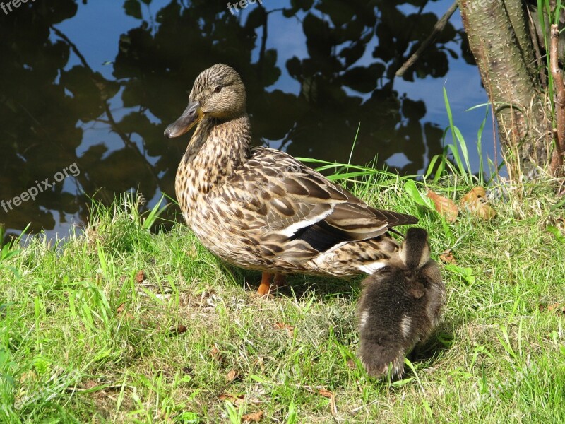 Duck Duckling Body Of Water Pond Water