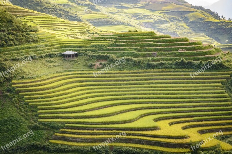 Terraces Cooked Rice Sunset Vietnam Dien Bien