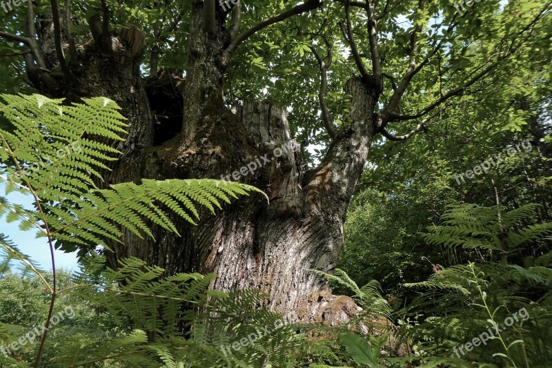 Camugnano Poranceto Forest Chestnut Appennino