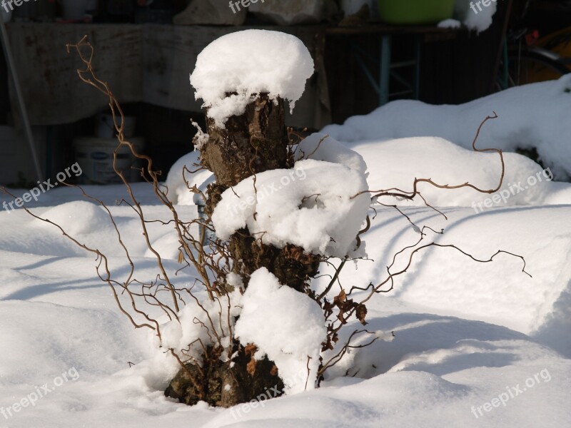 Tree Trunk Snow Winter White Free Photos