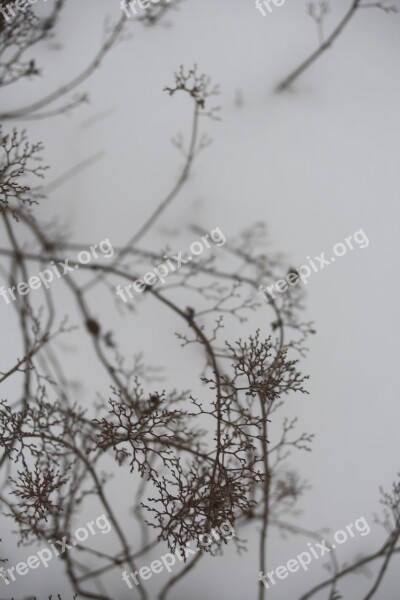 Branch Snow Winter White Nature