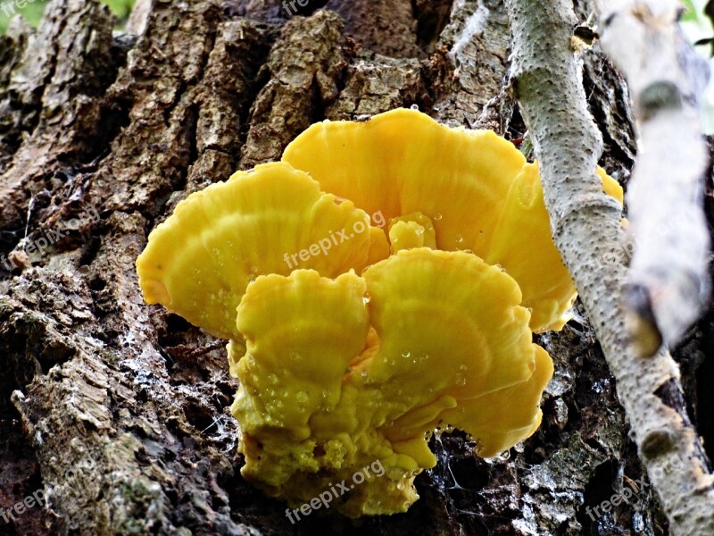 Boletus Syrovec Bark Tree Forest