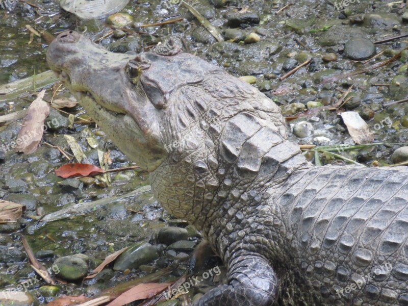 Yacaré Cayman Alligator Reptile Crocodile