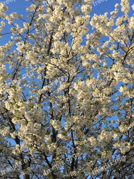 Spring Blossom Bloom Branches White