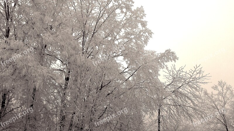 Wintry Winter Hoarfrost Frozen Free Photos