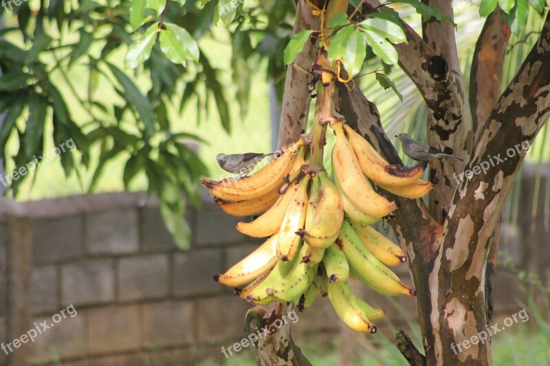 Bananas Birds Nature Free Photos