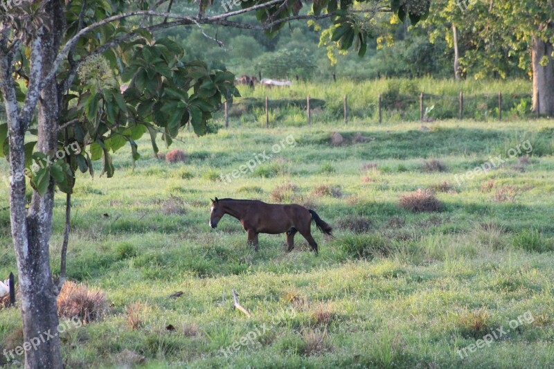 Horse Prairie Prado Green Animals