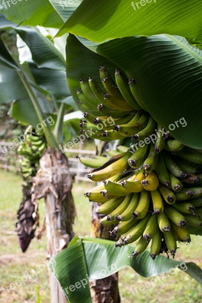 Fruit Banana Azores Comanche Free Photos